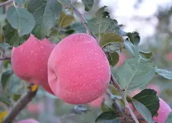 开云官方app下载 -P汀ら?憆l?堻